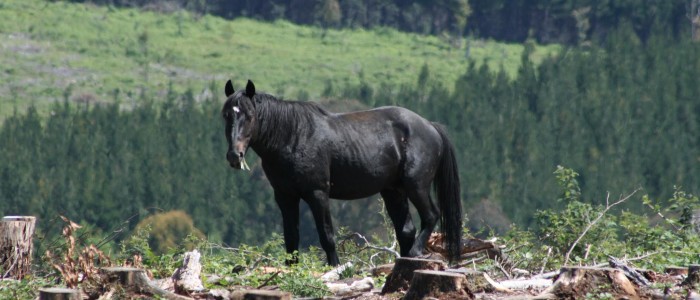 black-stallion-with-pine-trees-700x300.j